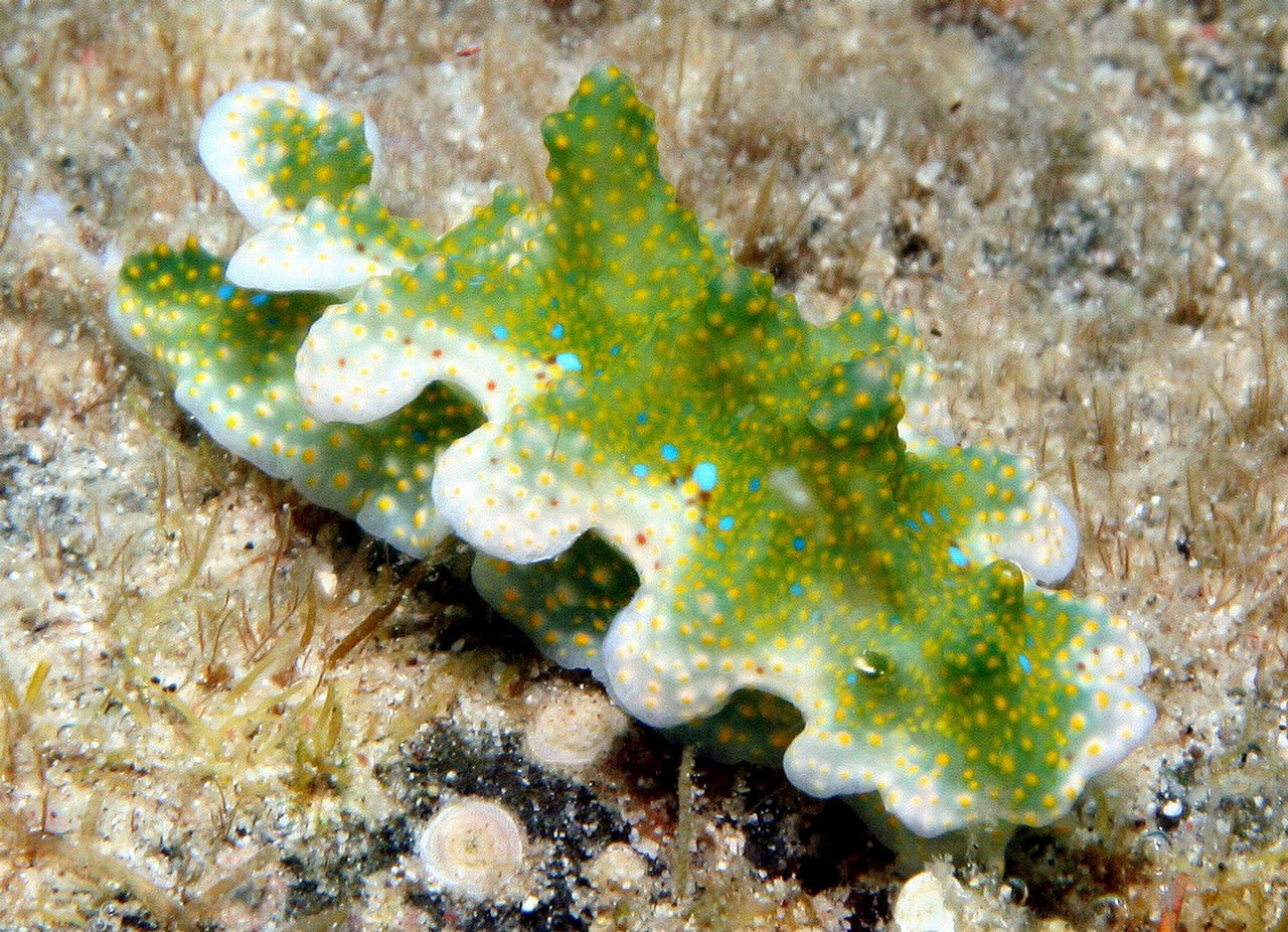 Ceratosoma sinuatum